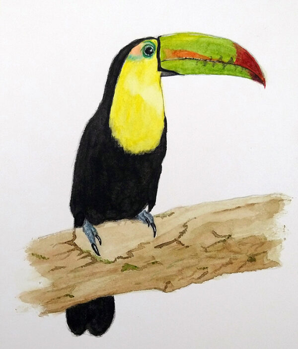 Ramphastos sulfuratus - FILE TO PRINT YOURSELF